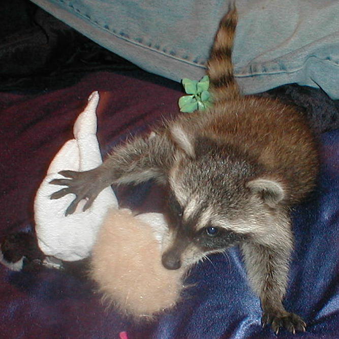 wrestling with a stuffed animal